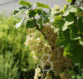 Ribes rubrum 'Primus' | Witte bes | Kleinfruit