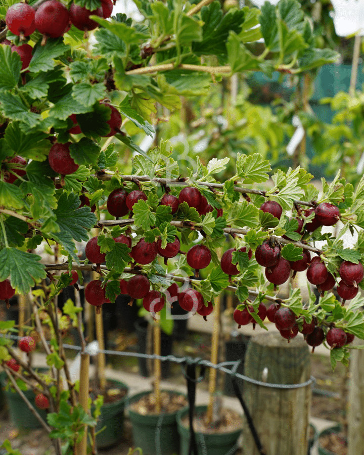 Ribes u.-c. 'Captivator' | Doornloze rode kruisbes | Kleinfruit