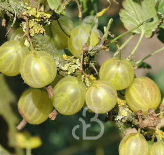 Ribes u.-c. 'Hinnonmäki Grön' | Groene kruisbes | Kleinfruit
