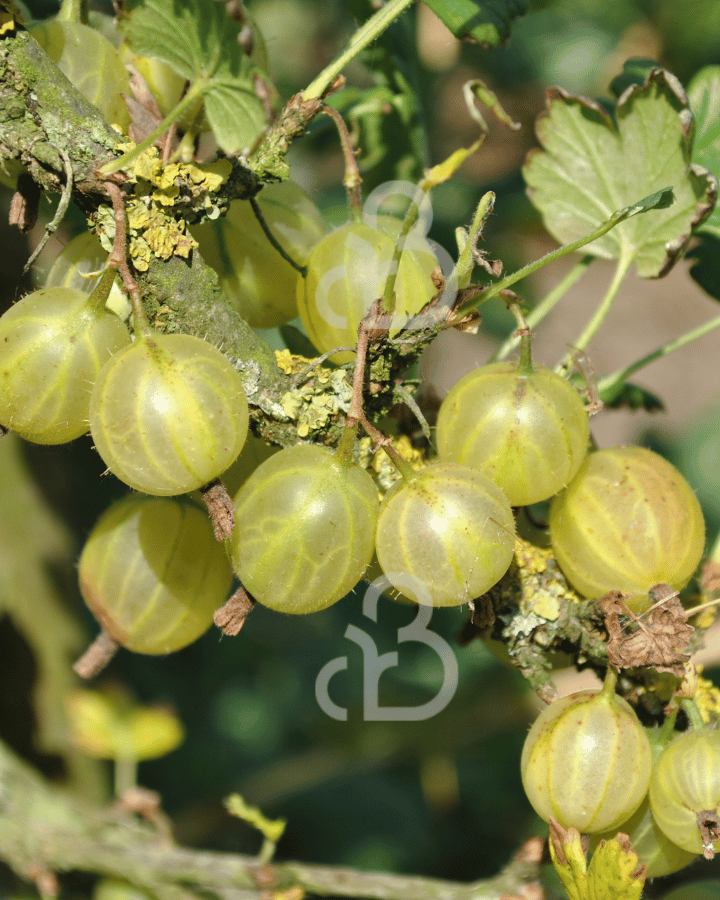 Ribes u.-c. 'Hinnonmäki Grön' | Groene kruisbes | Kleinfruit