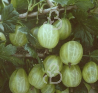 Ribes u.-c. 'Invicta' | Gele kruisbes  | Kleinfruit