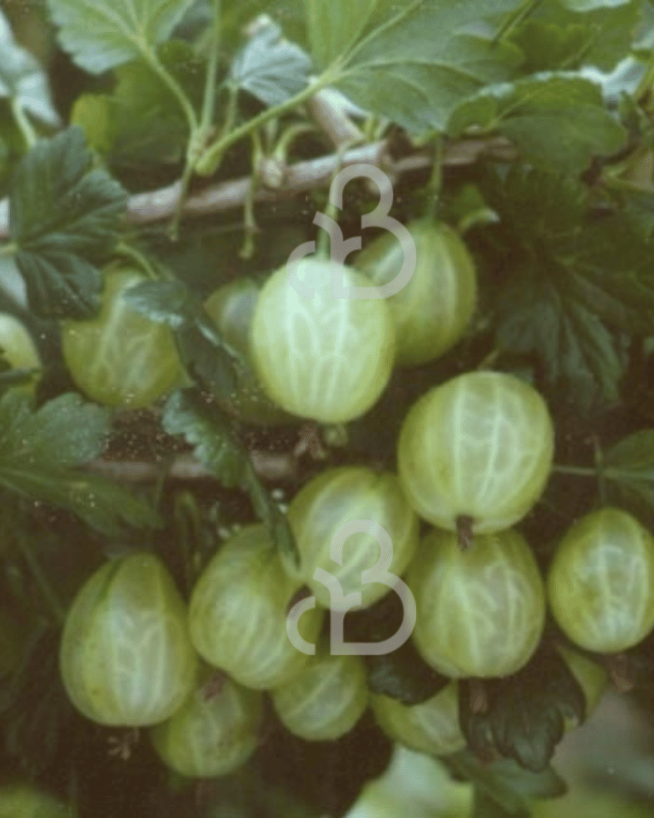 Ribes u.-c. 'Invicta' | Gele kruisbes  | Kleinfruit