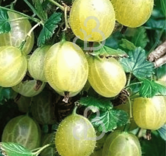 Ribes u.-c. 'Mucurines' | Groene kruisbes  | Kleinfruit