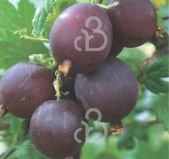 Ribes u.-c. 'Remarka' | Rode kruisbes  | Kleinfruit