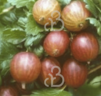 Ribes u.-c. 'Whinham's Industry' | Rode kruisbes  | Kleinfruit