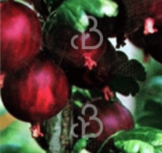 Ribes u.-c. 'Achilles' | Rode kruisbes | Kleinfruit