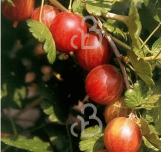 Ribes u.-c. 'May Duke' | Rode kruisbes | Kleinfruit