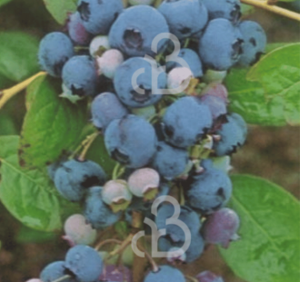 Vaccinium cor. 'Berkeley' | Amerikaanse bosbes  | Kleinfruit