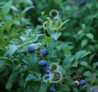 Vaccinium cor. 'Elliot' | Amerikaanse bosbes  | Kleinfruit