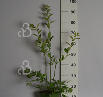 Vaccinium cor. 'Goldtraube 71' | Amerikaanse bosbes  | Kleinfruit