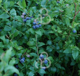 Vaccinium cor. 'Patriot' | Amerikaanse bosbes  | Kleinfruit