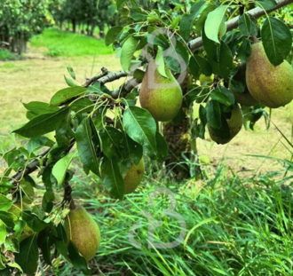 Pyrus c. 'Clapp's Favourite' | Perenboom | Leivorm