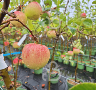 Malus d. 'James Grieve' | Appelboom