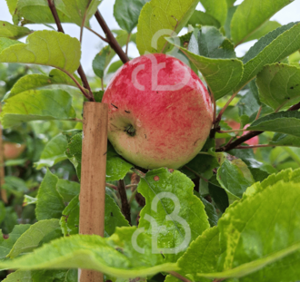 Malus d. 'Discovery' | Appelboom