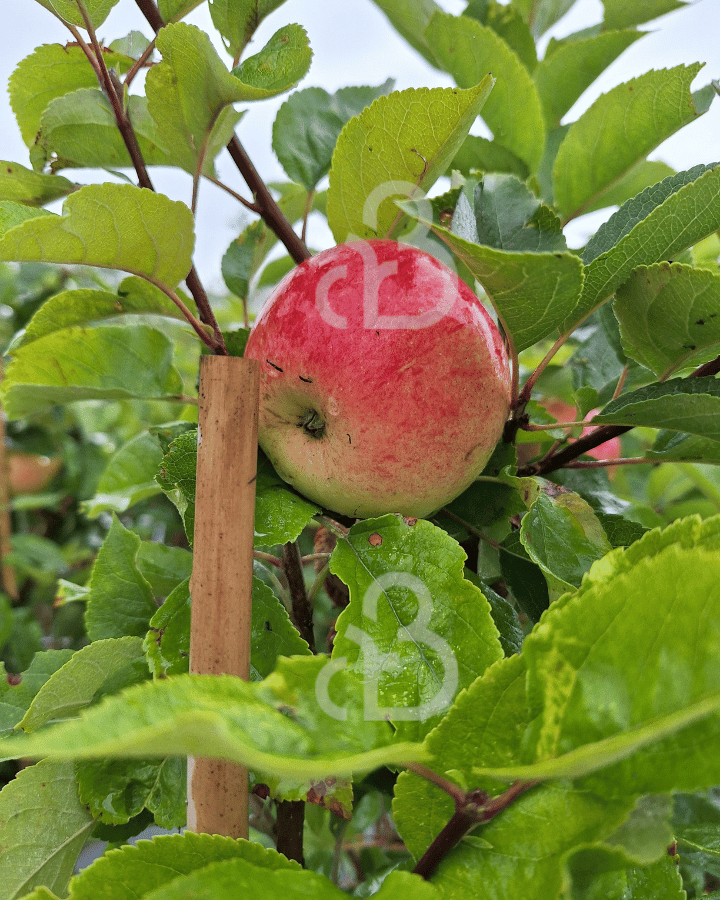 Malus d. 'Discovery' | Appelboom