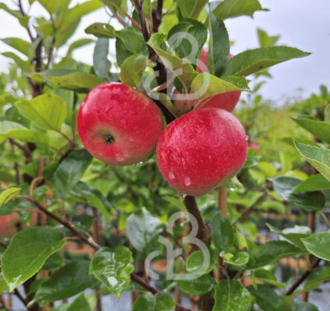 Malus d. 'Ingrid Marie' | Appelboom
