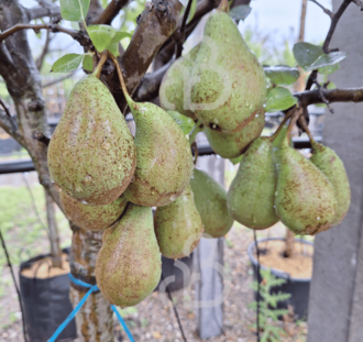 Pyrus c. 'Comtesse de Paris' | Perenboom