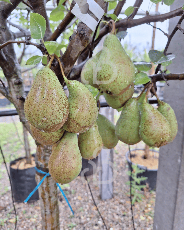 Pyrus c. 'Comtesse de Paris' | Perenboom