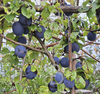 Prunus d. 'Stanley' | Pruimenboom