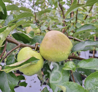 Malus d. 'Jonagold' | Appelboom