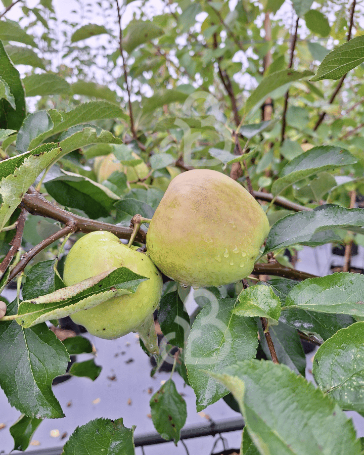 Malus d. 'Jonagold' | Appelboom