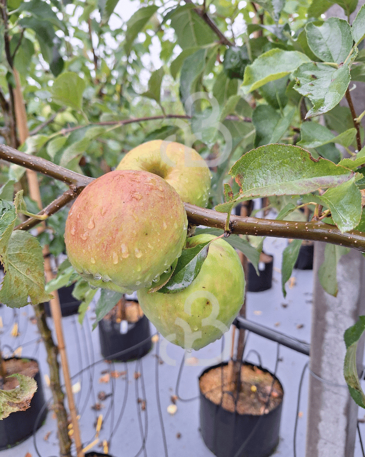 Malus d. 'Jonagold' | Appelboom