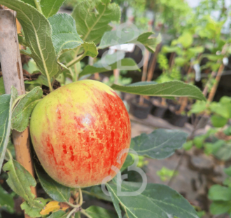 Malus d. 'Red Sensation' | Appelboom