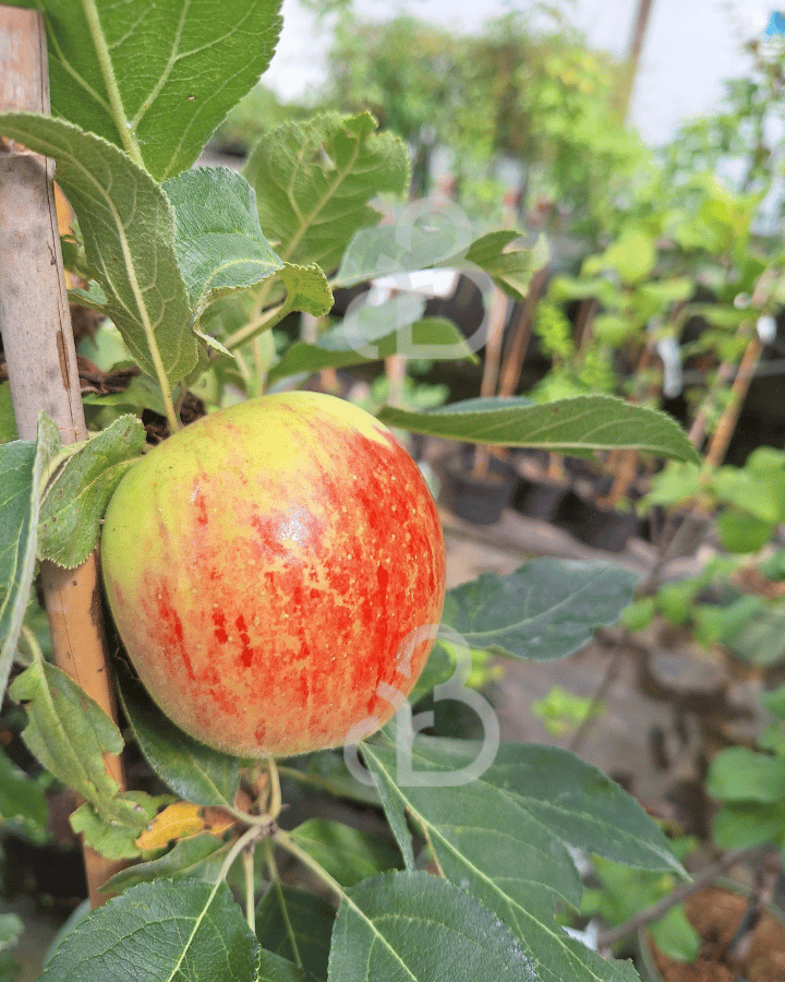 Malus d. 'Red Sensation' |Appelboom