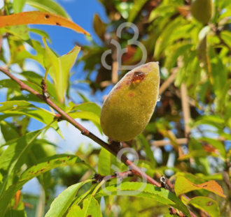 Prunus dulcis 'Robijn' | Amandelboom | Leivorm