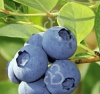 Vaccinium cor. 'Jersey' | Amerikaanse bosbes  | Kleinfruit