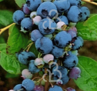 Vaccinium cor. 'Duke' | Amerikaanse bosbes  | Kleinfruit