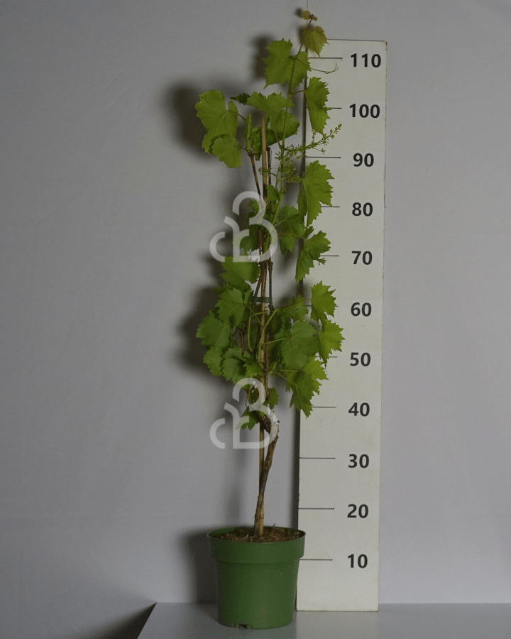 Vitis 'Bianca' | Witte druif | Kleinfruit