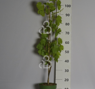Vitis 'Himrod' | Witte druif  pitloos | Kleinfruit