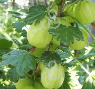 Ribes u.-c. 'Whitesmith' | Groene kruisbes  | Kleinfruit