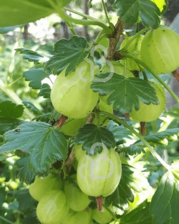 Ribes u.-c. 'Whitesmith' | Groene kruisbes  | Kleinfruit