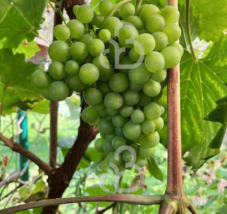 Vitis v. 'Lakemount' | Witte pitloze druif  | Kleinfruit