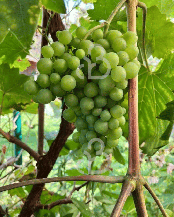 Vitis v. 'Lakemount' | Witte pitloze druif  | Kleinfruit