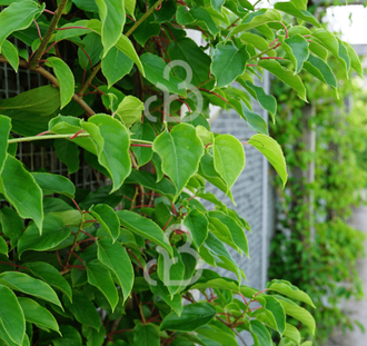 Actinidia arguta 'Weiki' | Mannelijke kiwibes | Kleinfruit