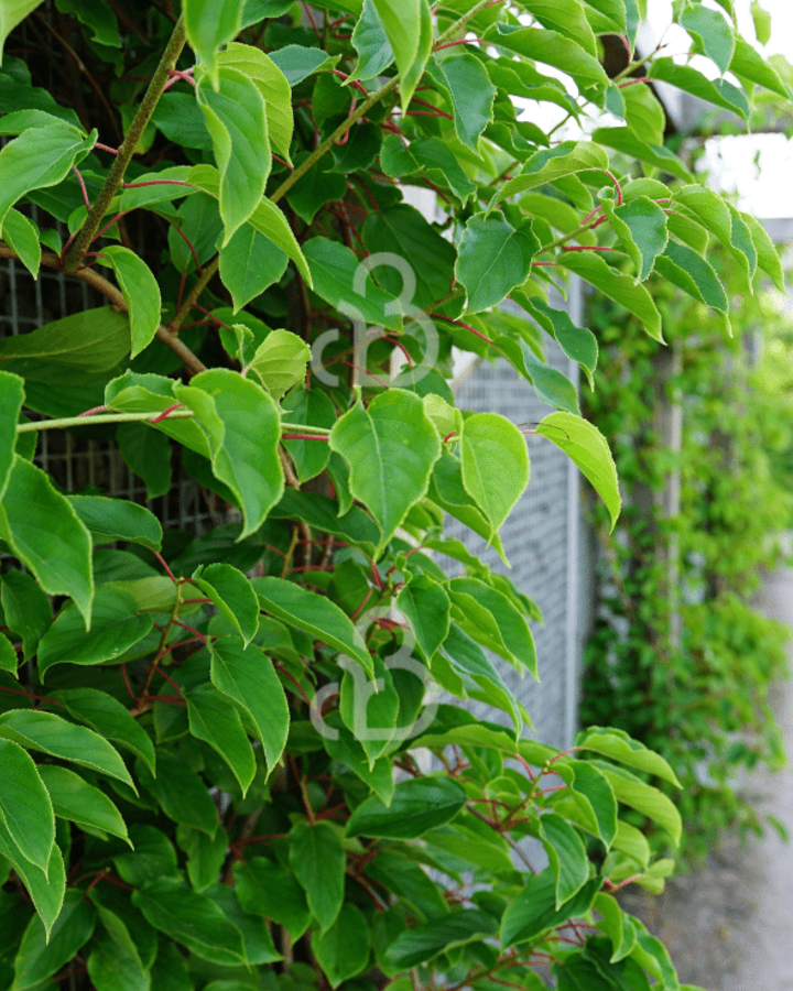 Actinidia arguta 'Weiki' | Mannelijke kiwibes | Kleinfruit