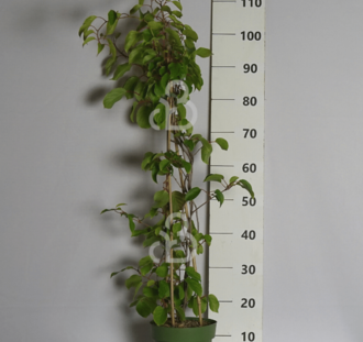 Actinidia deliciosa 'Golden Kiwi' | Vrouwelijke kiwi | Kleinfruit