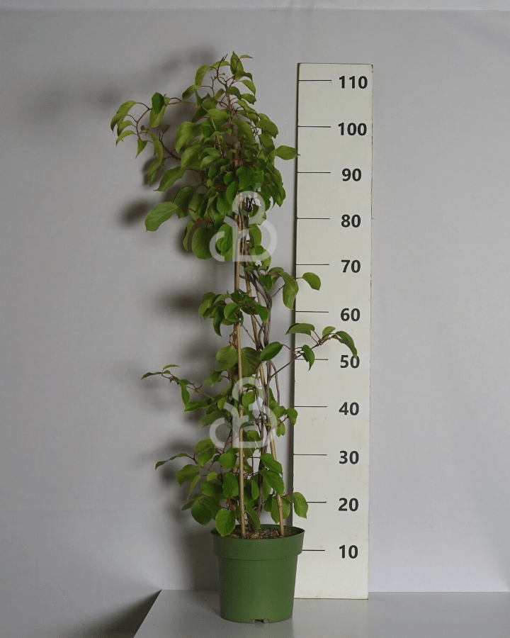 Actinidia deliciosa 'Hayward' | Vrouwelijke kiwi | Kleinfruit