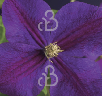 Clematis 'Star of India'  | Bosrank | Klimplanten