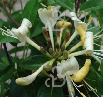 Lonicera 'Honey Baby' | Struikkamperfoelie | Heester