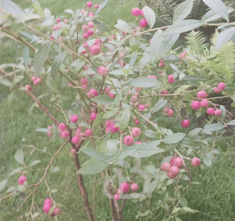Vaccinium 'Pink Lemonade' | Roze Amerikaanse bosbes  | Kleinfruit
