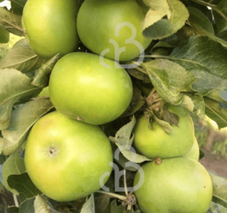 Malus d. 'Green Sensation' | Appelboom