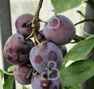 Prunus d. 'Opal' | Pruimenboom | Leivorm