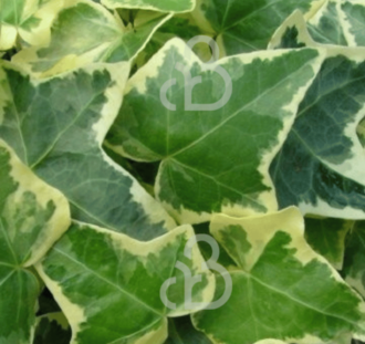 Hedera helix 'Goldchild | Klimop | Klimplanten