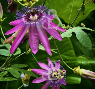 Passiflora 'Amethyst' | Passiebloem | Klimplanten