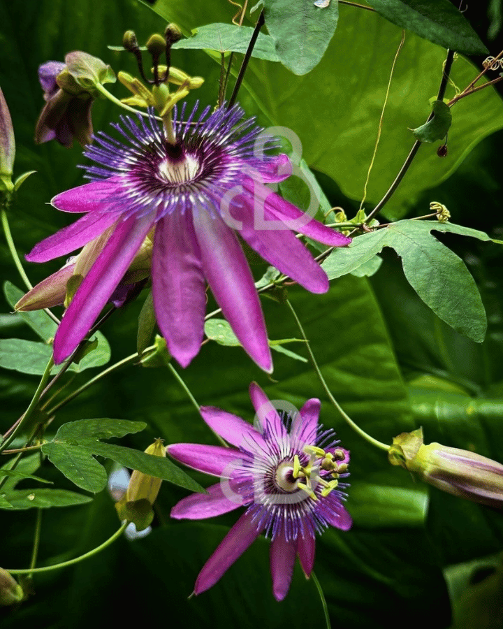 Passiflora 'Amethyst'  | Passiebloem | Klimplanten