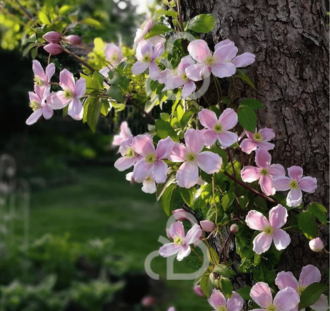 Clematis Montana 'Rubens' | Bosrank| Klimplanten